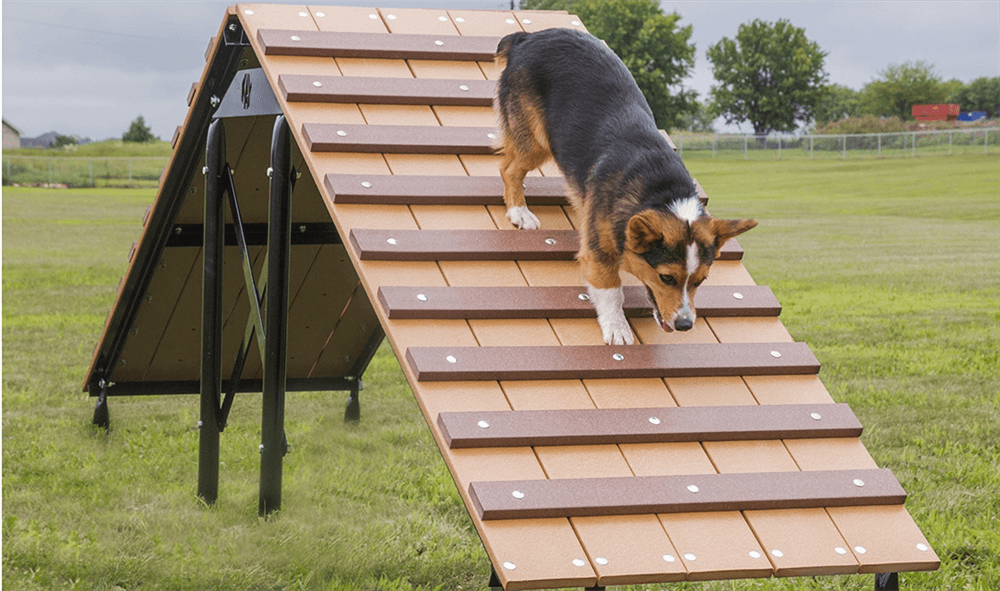 Dog Park Ramp - Fun at the Dog Park in the Snow: What to Keep in Mind When Taking Your Canine Companion out This Winter